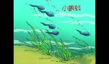 小蝌蚪视频,一场奇妙的蜕变之旅
