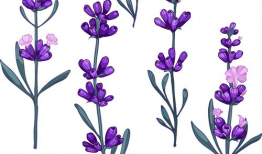 薰衣草漫画,一场浪漫的校园奇幻之旅